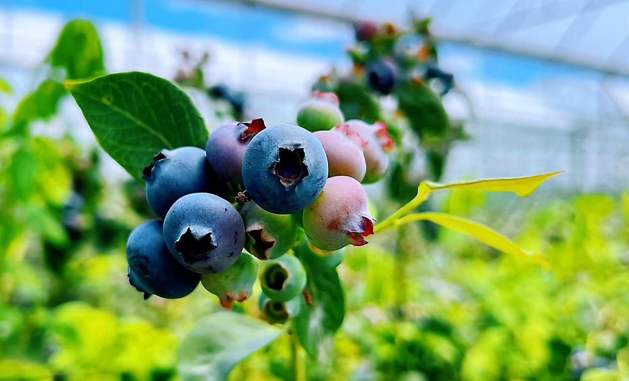 花繁果香，繪就花都鄉村數智發展新圖景