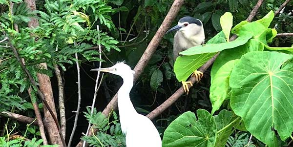 花都守護遷飛通道  全力維護生態(tài)平衡