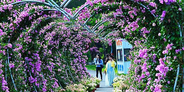 2025廣州花都和美鄉村三角梅賞花季活動盛大開幕    鄉村振興注入“美麗經濟”活水