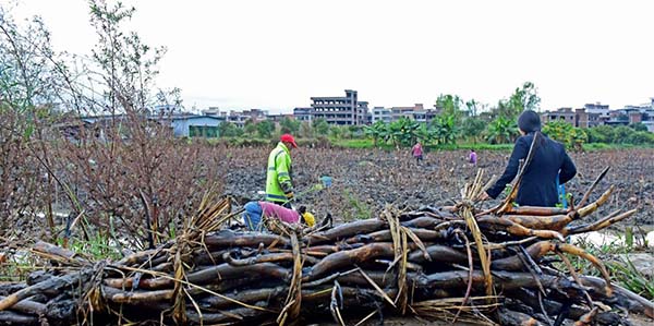 花東京塘蓮藕開挖啦
